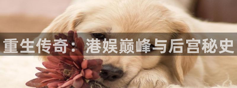 顺盈娱乐